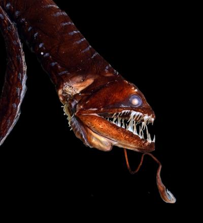 Idiacanthus
