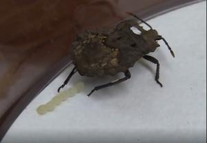 Fungus-transfer behavior from the organ to the eggs by an ovipositing female of M. gracilicorne.