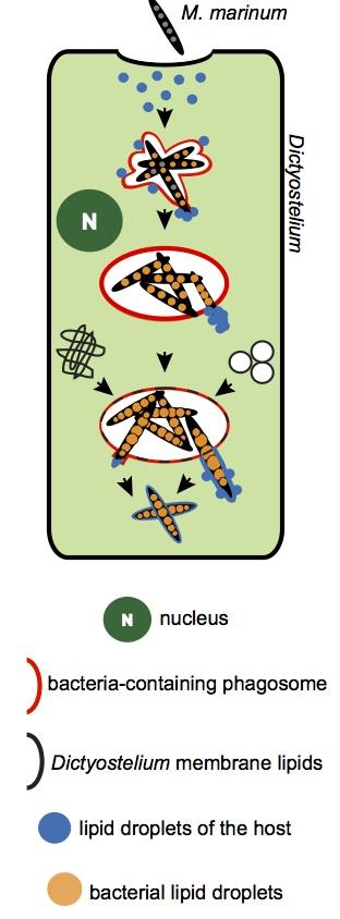 Infection of <i>Dictyostelium</i>