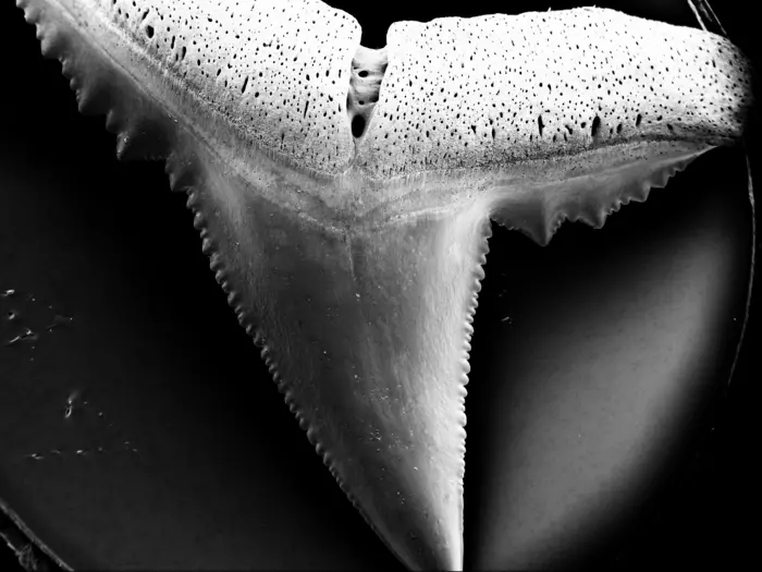 Damaged tooth