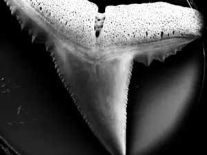 Damaged tooth