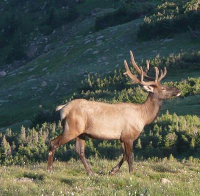 Elk