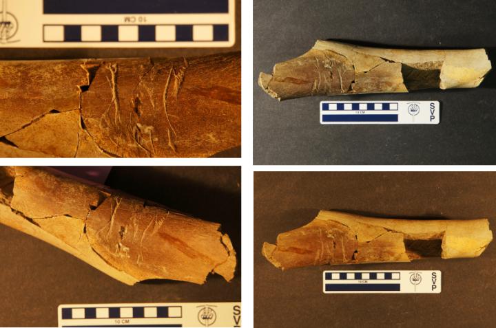 Tyrannosaur bBne