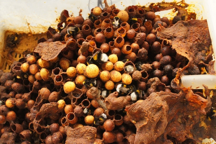 Bumblebee colony