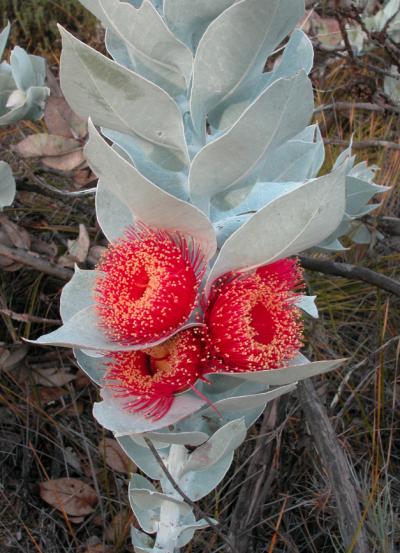 <i>Eucalyptus macrocarpa</i>