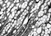 Extracellular Space