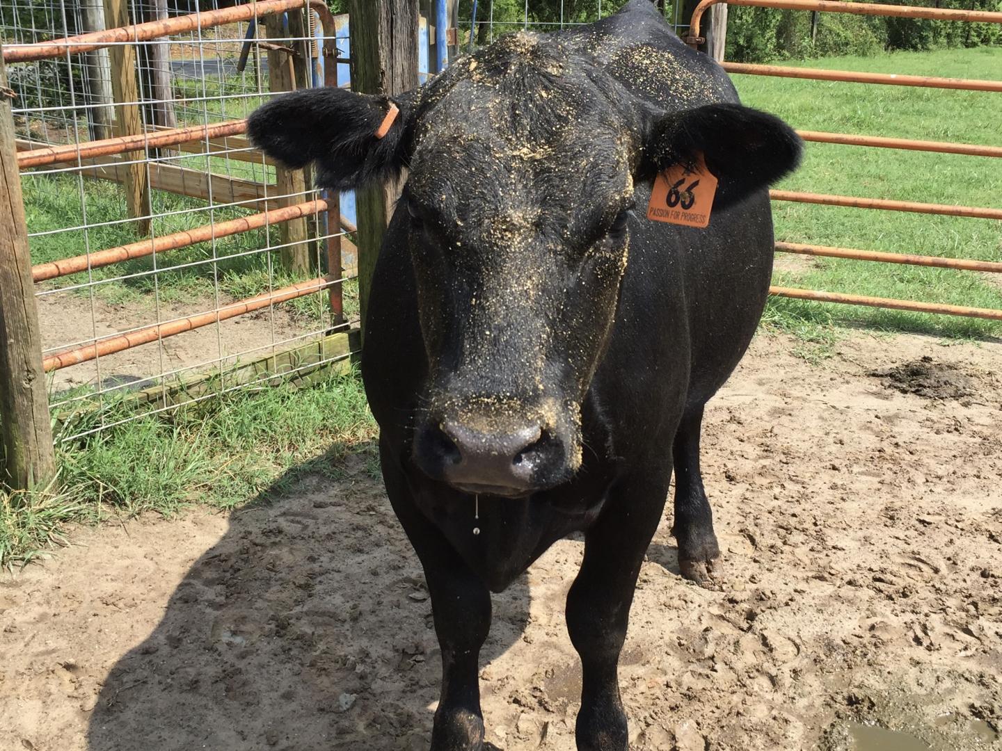 Cattle Plays a Big Role in Recoverable Waste