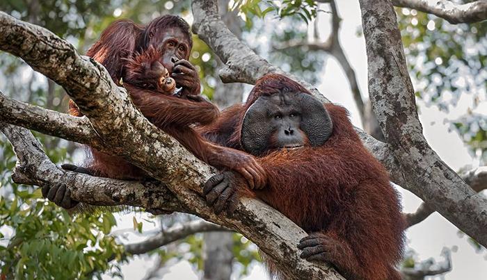 Orangutan2