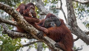 Orangutan2
