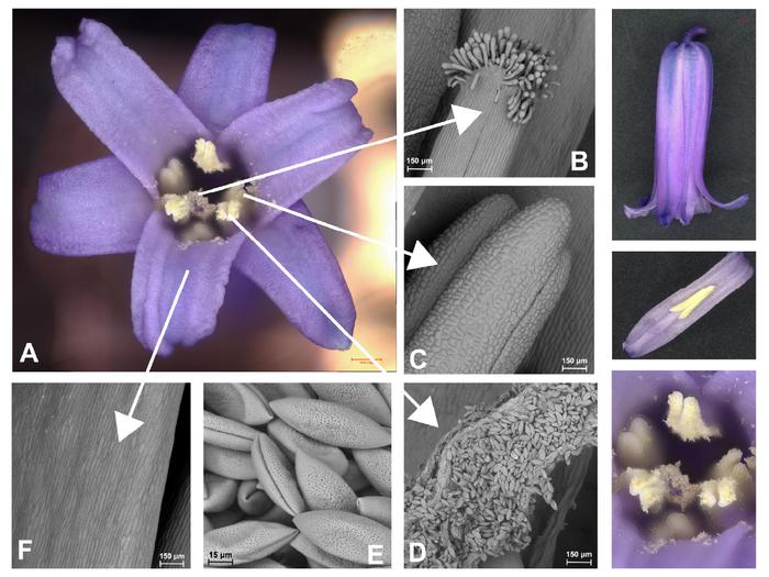 Putting the bluebell under the microscope