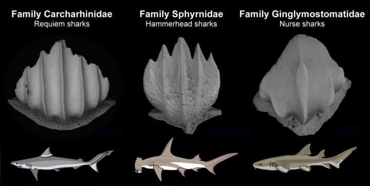 Denticle Family