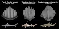 Denticle Family