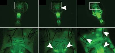 Fluorescing Flies