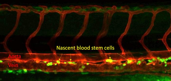 Blood stem cells forming in a zebrafish embryo