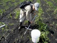 Soil Sample