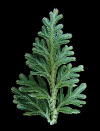 Spike Moss