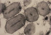 Granulovirus