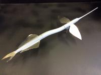 Ribbon Half-Beak Model