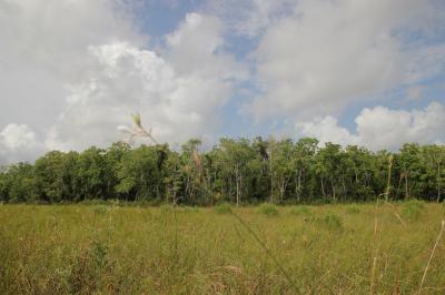 Tallow Forest