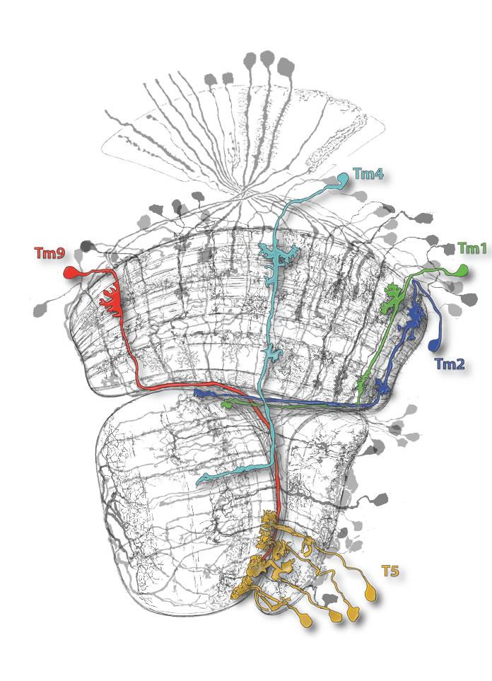 Fruitflies Cells Motion