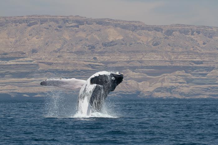 Humpback whale