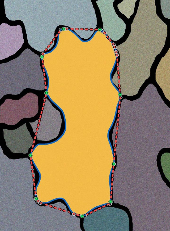 Technology Captures Changes in Shape-Shifting Plant Cells