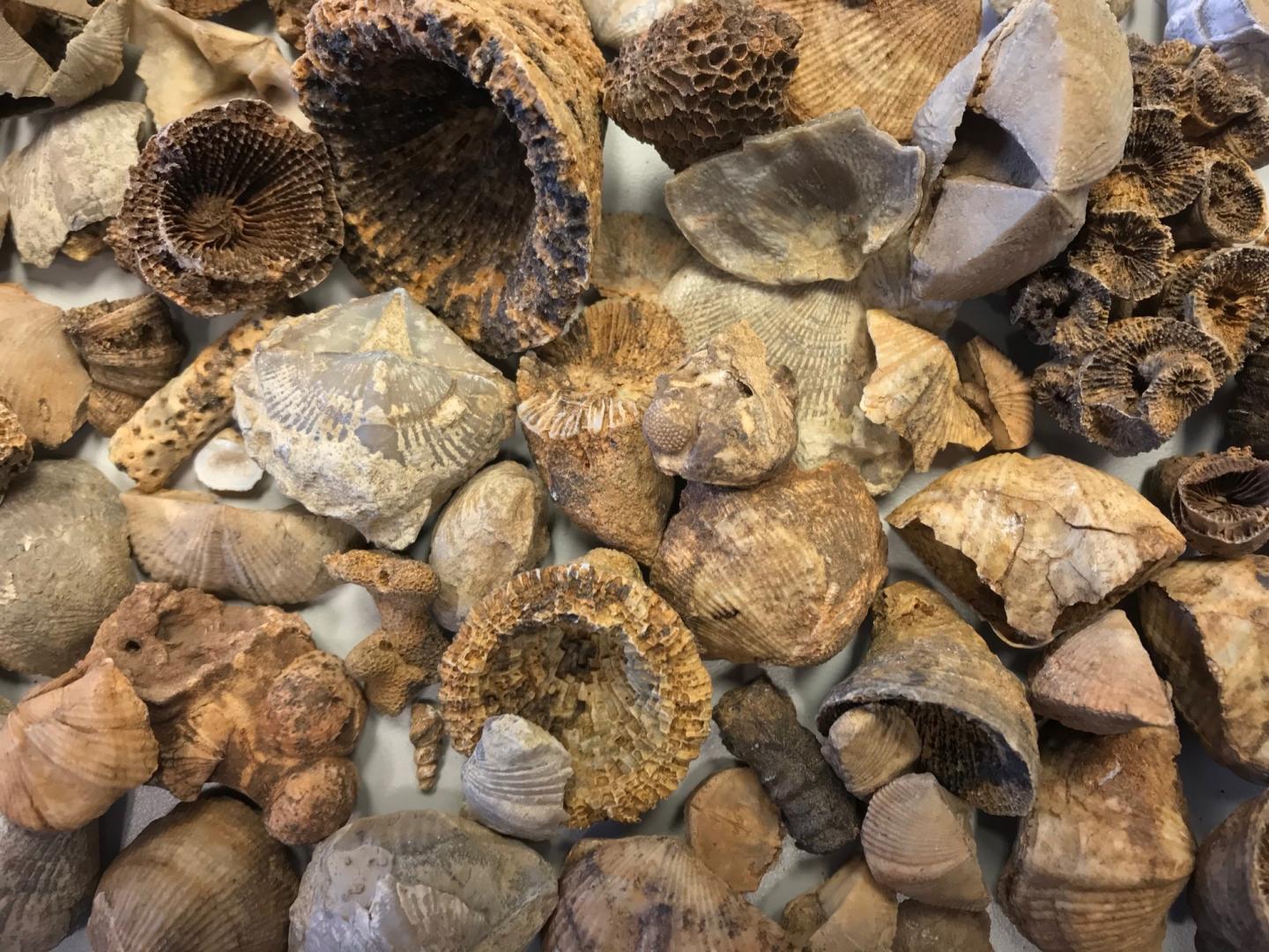 Extinction Resistance, Not Speciation, Shaped Ecologically Diverse Modern Marine Fauna (2 of 3)