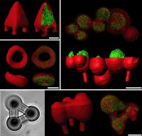 Bacterial Architecture