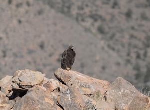 Golden Eagle perched