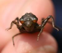 Hungry Dragonfly Larvae Eat Their Way through Zooplankton Communities