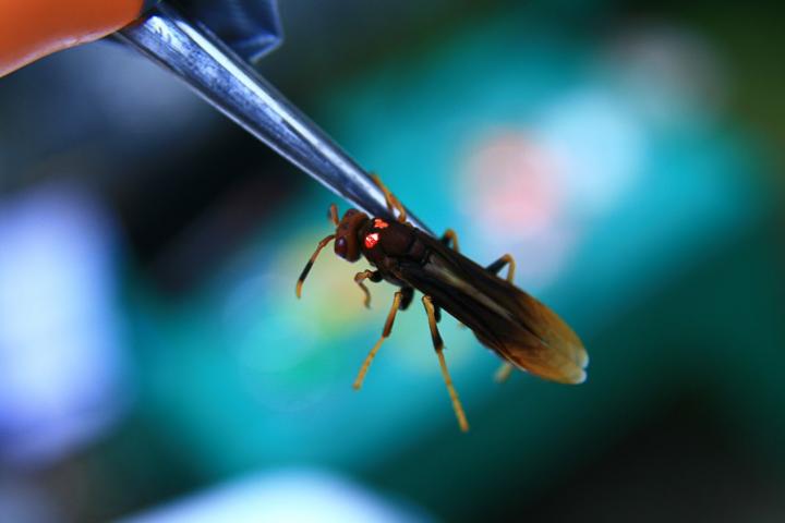 Paper Wasp with Painted Identification Marks
