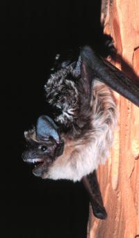 Bat Population Sizes