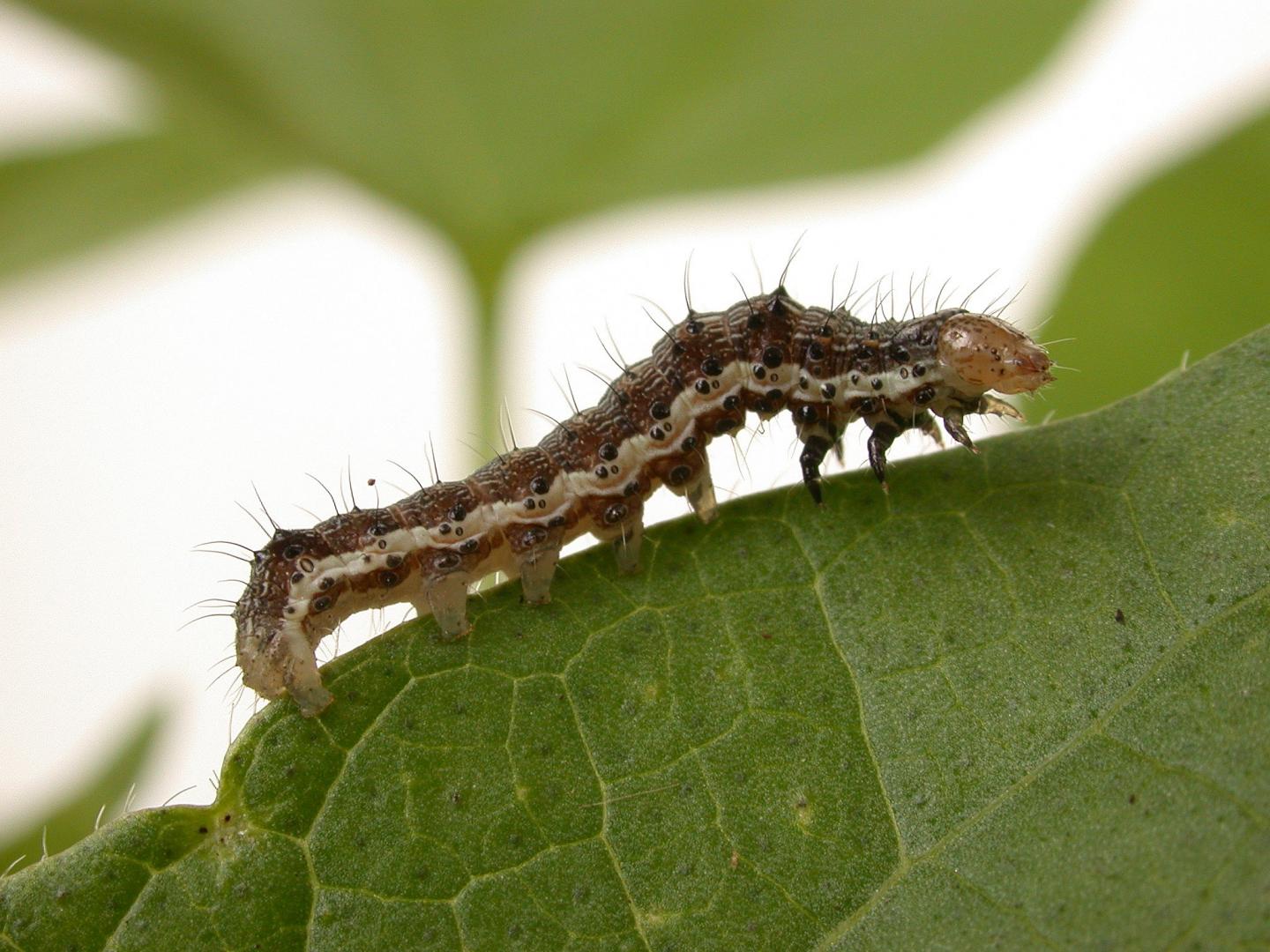 A Very Hungry Caterpillar