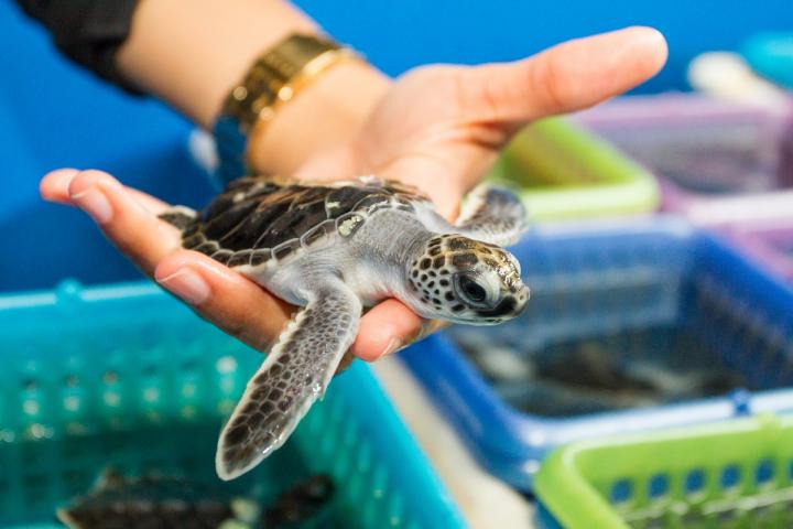 Sex and Sea Turtles: Impact of Climate Change and Sea Level Rise (3 of 3)