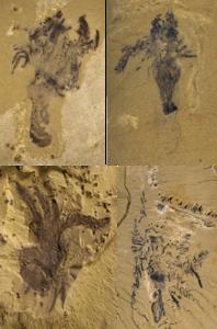 A star is born: half billion-year-old fossil rewrites the origin story of starfish