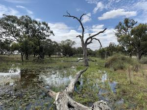 Image of restored wetland.