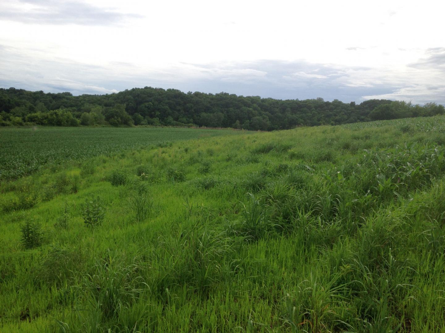 Prairie Strip Installed On An Agricultural Field