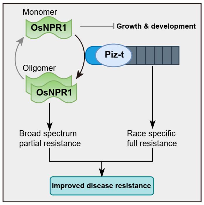 Overexpressing OsNPR1 in rice breeding material 07GY31-Piz-t achieves strong disease resistance