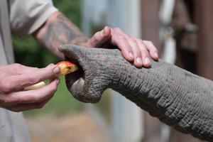 Zookeeper feeling elephant whiskers