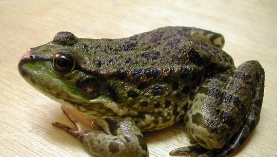 Frog