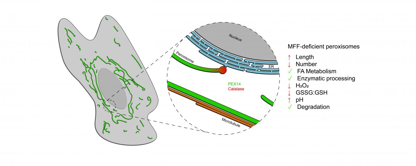 Peroxisome Alterations in MFF-Deficient Cells