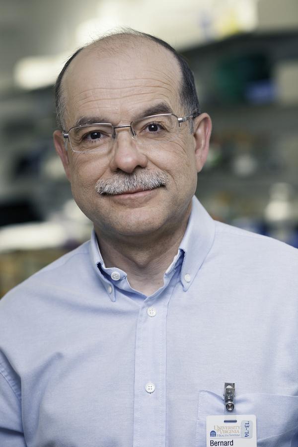 In a dish, a mouse, crafted from stem cells, begins to form