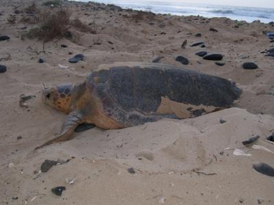 Marine Turtle 1 (of 2)
