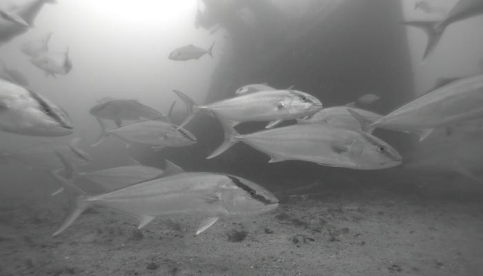 Greater Amberjack