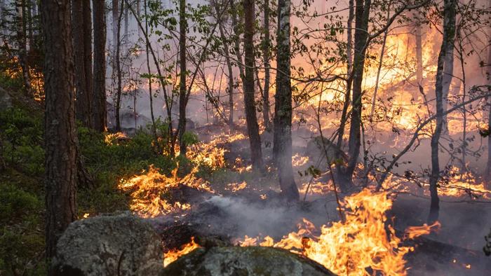 Forest fire