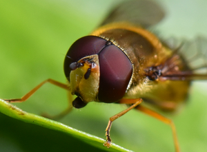 Hover fly