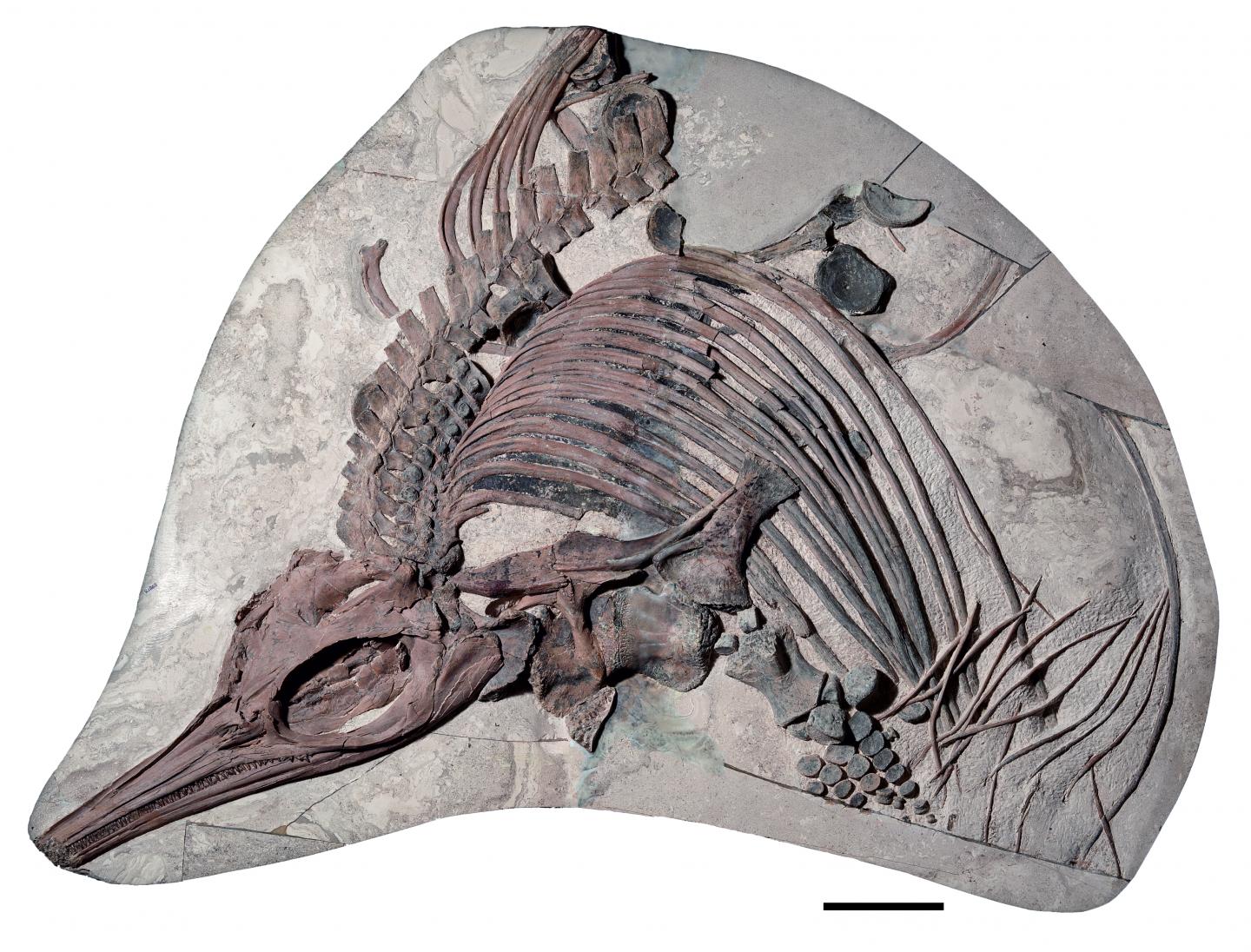 Caught in oozy mud; the sea dragon fossil