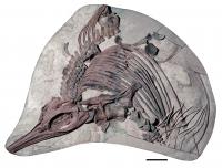 Caught in oozy mud; the sea dragon fossil