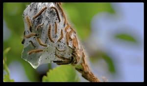 Western tent caterpillars