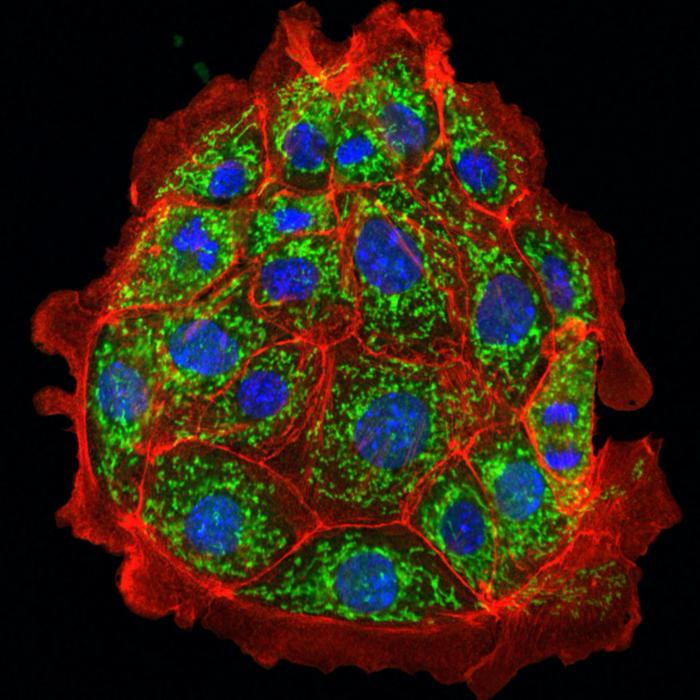 Kidney proximal tubule cells